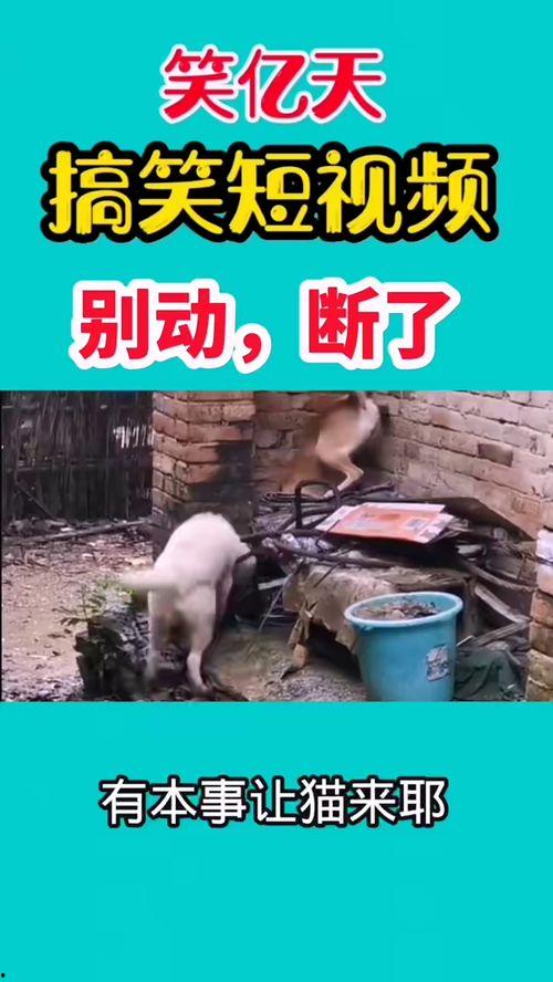 爆料了搞笑视频大全集,爆笑集结!搞笑视频大全集笑点盘点 第1张 爆料了搞笑视频大全集,爆笑集结!搞笑视频大全集笑点盘点 第1张